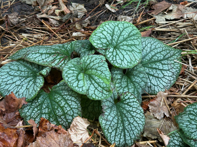 Brunera Alexanders Great