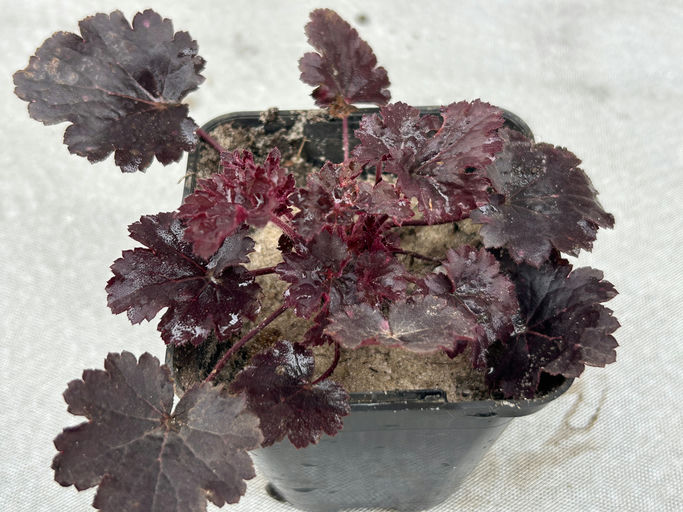 Geicher "Schwarzwälder Kirschtorte"