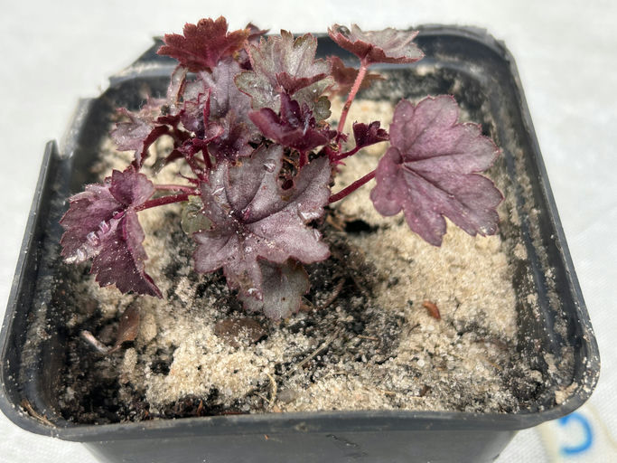 Heicher "Dolche Wildberry" (Laub)