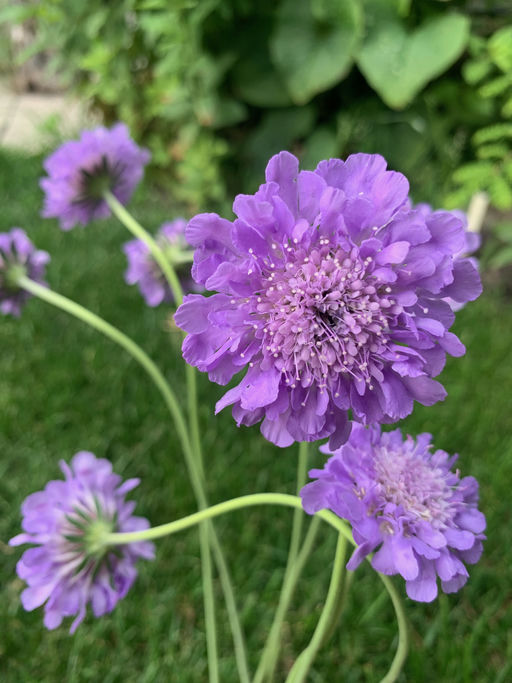 Scabiosa