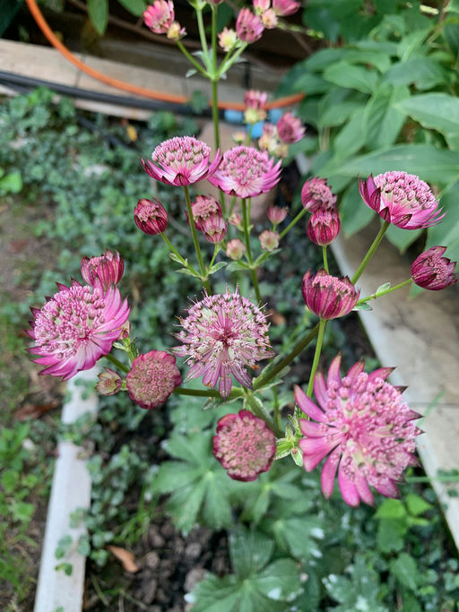 Astrantia