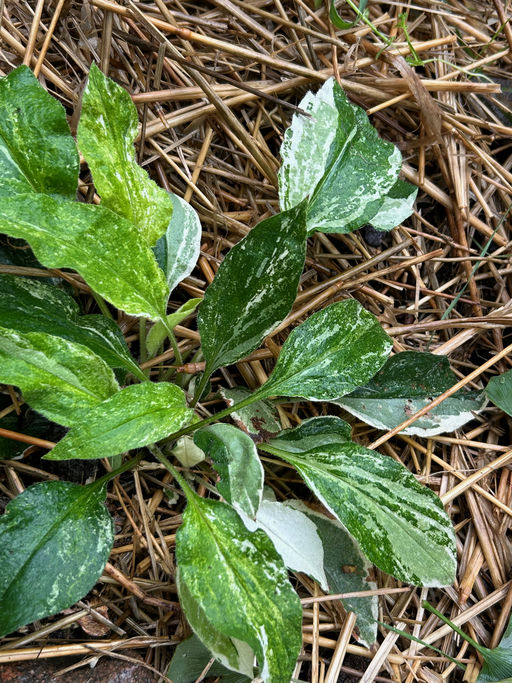 Lungenkraut "Kleopatra"