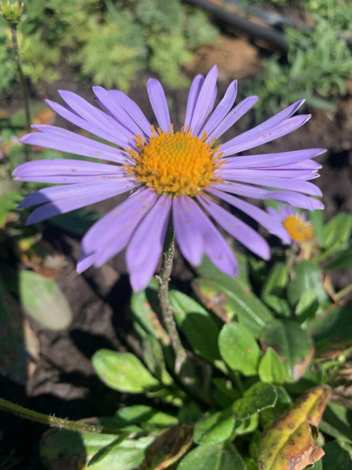 Blaue Kamille
