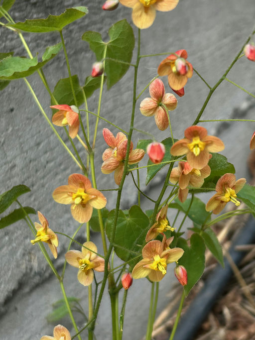 Enzian grandiflorum Orange