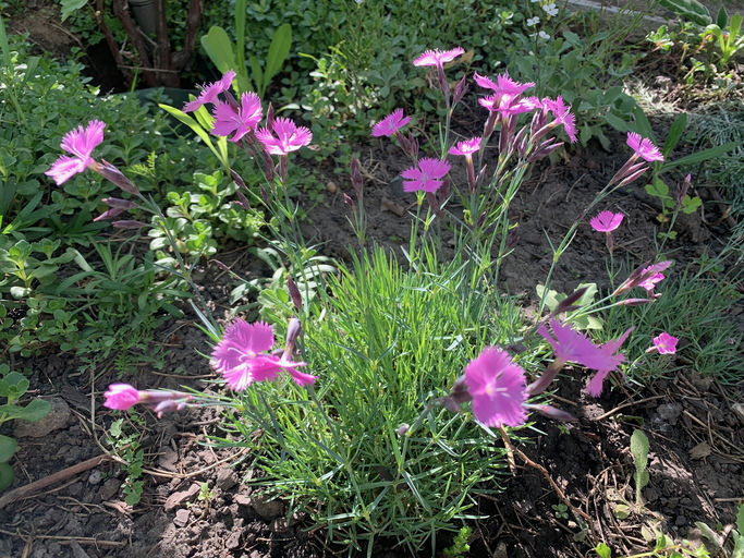 Garten Nelke