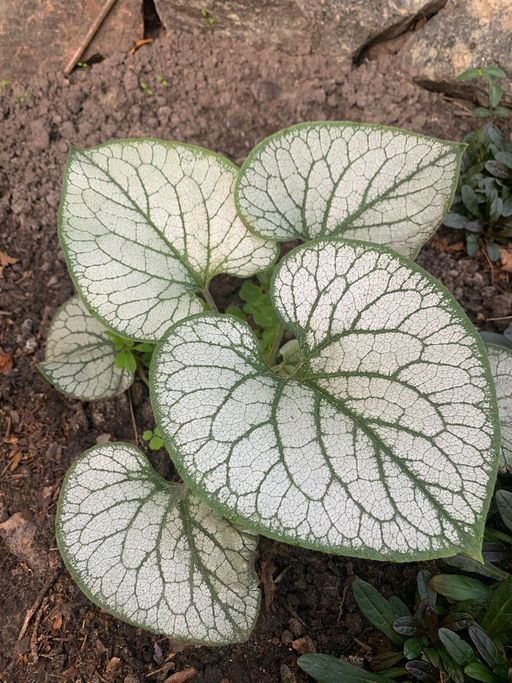 Bruner Väterchen Frost