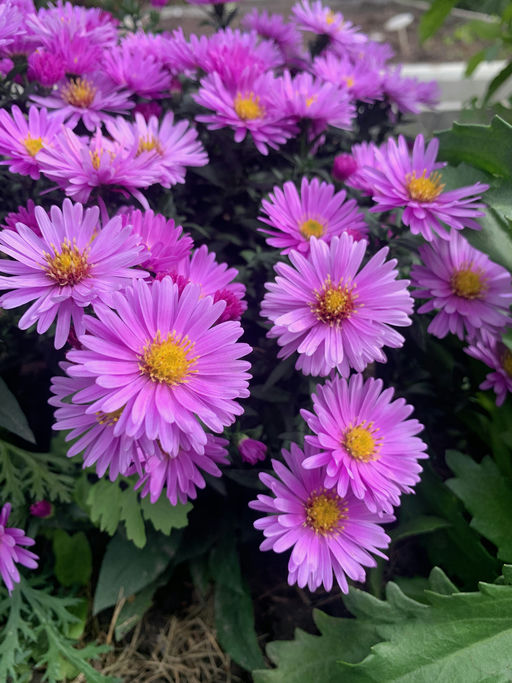 Rosenwichtel Strauch-Aster