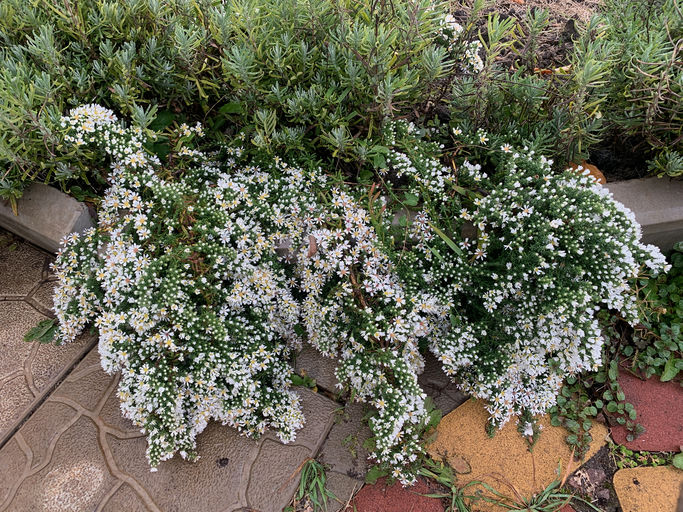 Heather aster "Schneegestöber"