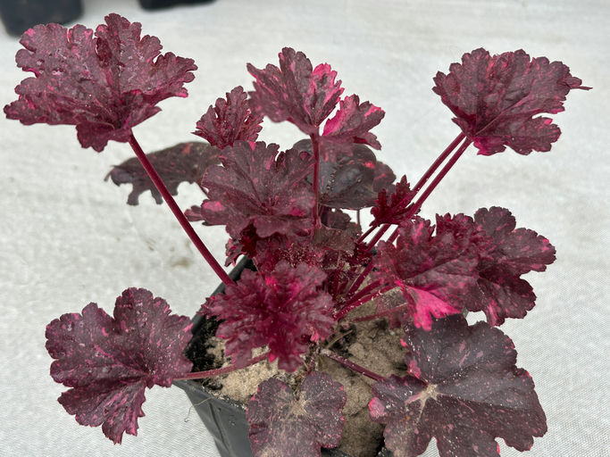 Geicher "Mitternachtsrose"