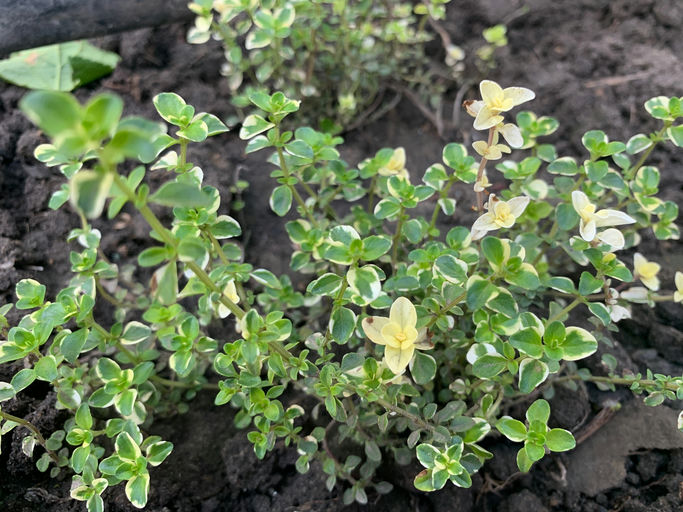 Oregano variegata