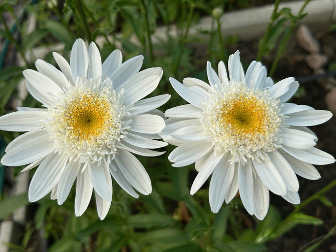Kamille Sunny Side
