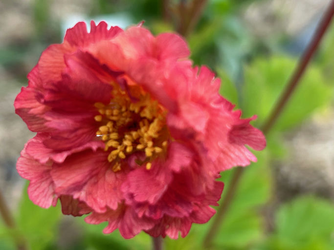 Bohema Rosa Gravilat