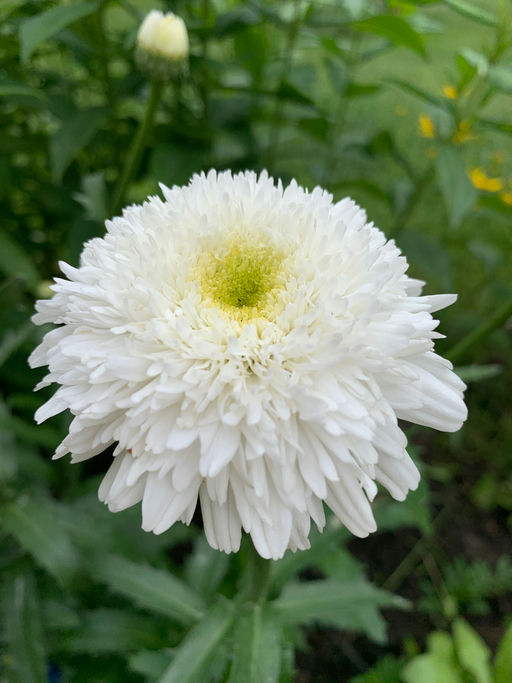 Weiße Kamille "Fiona"