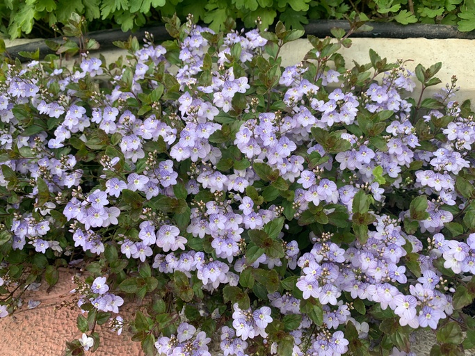 Bodendecker Veronica