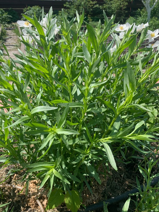 Estragon (Estragon)